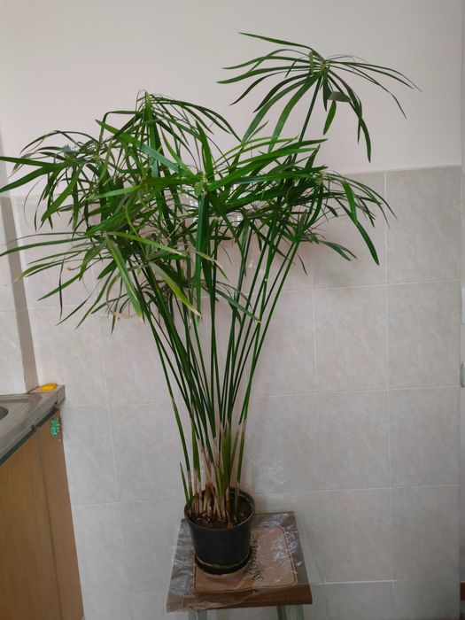 Комнатные и офисные цветы