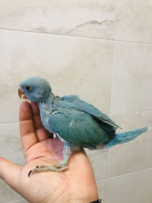 Pui papagali micul alexandru alexander