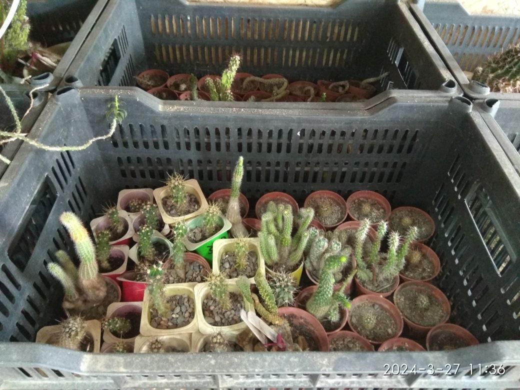 Продам большую коллекцию кактусов