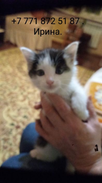 Отдам котенка в хорошие руки