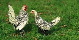 Vand Gaini Sebright - Sebrid