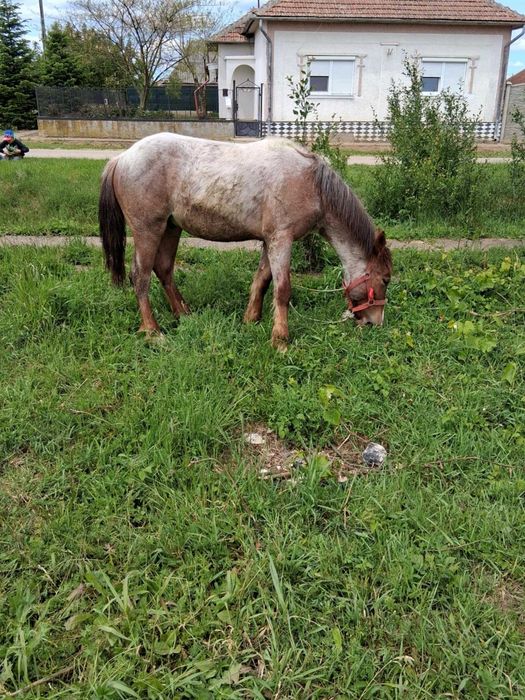 De vanzare 2 manz  10 luni are  9 luni negociabil