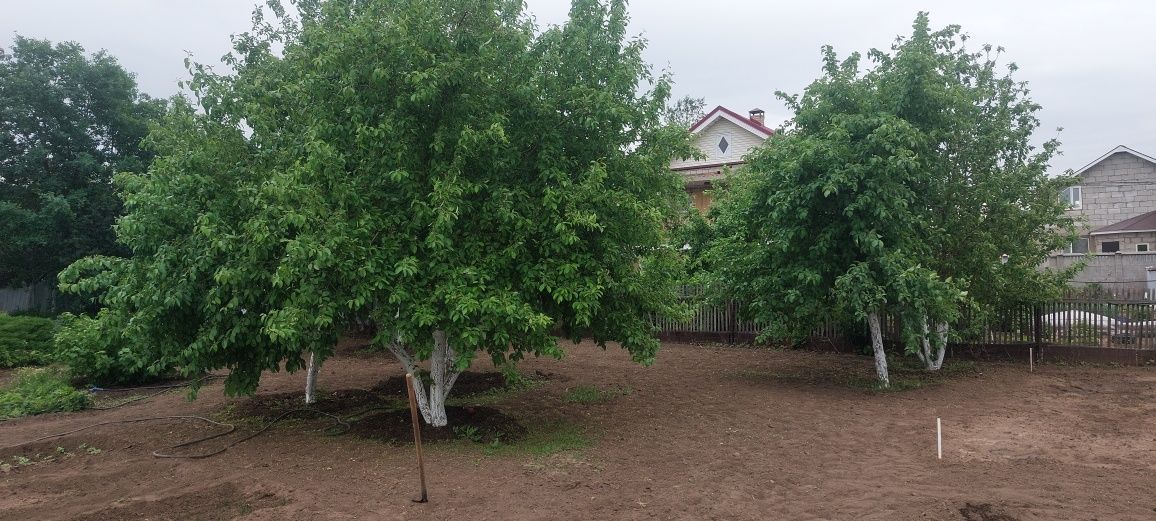 Продам дои в садоводстве Иртыш
