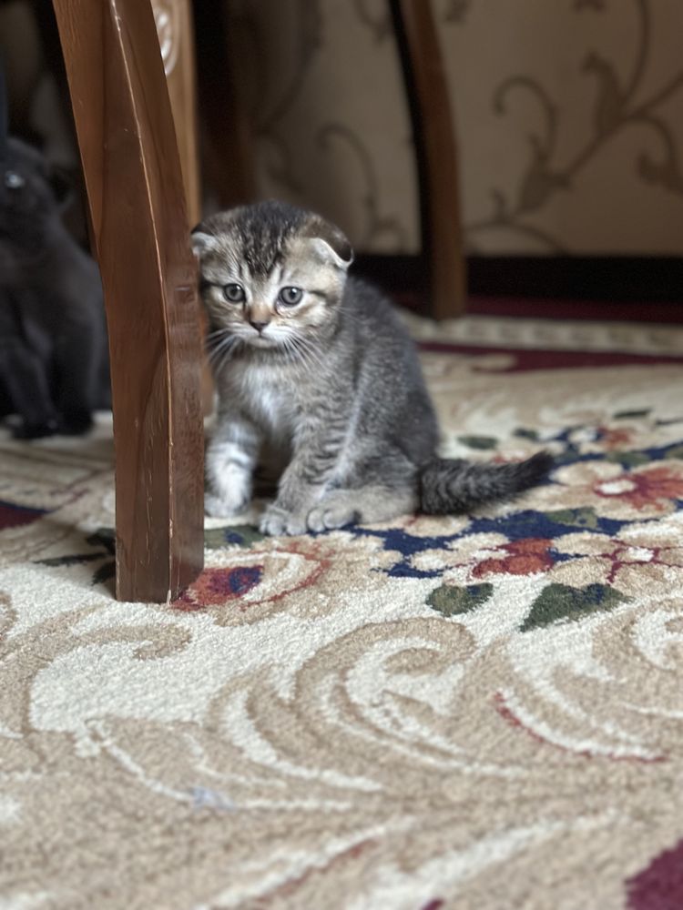 Продаются вислоухие котята