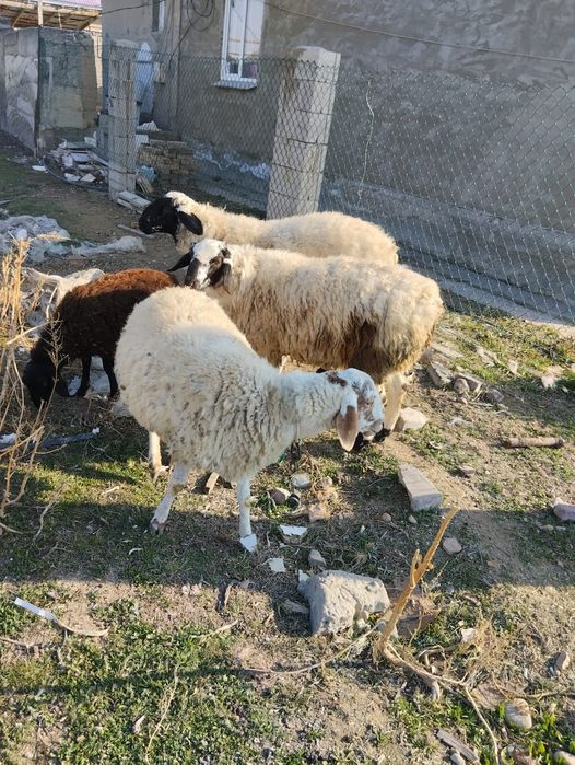 Овца, кой бараны