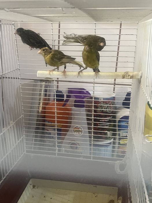 Canari razza spaniola