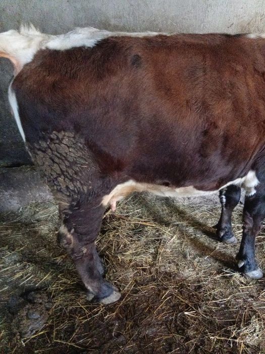 Vând vaca 5 ani gestanta  5 luni