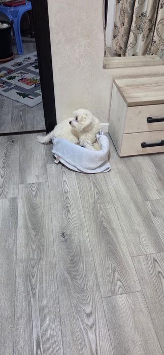 Bichon Maltez 9 luni