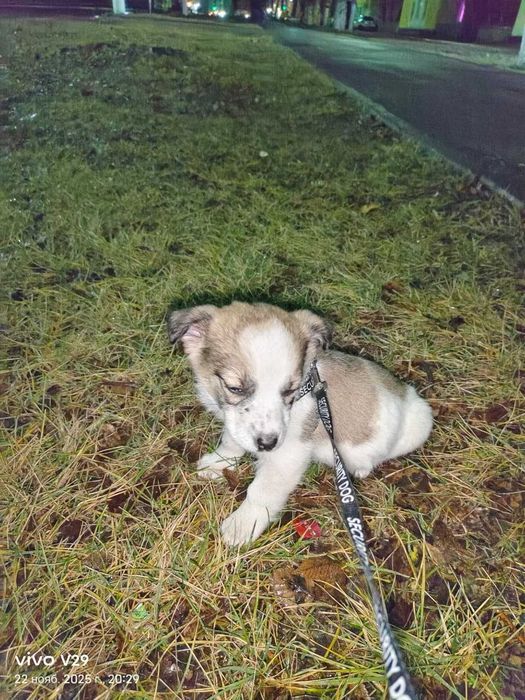 Щенкам нужен дом!