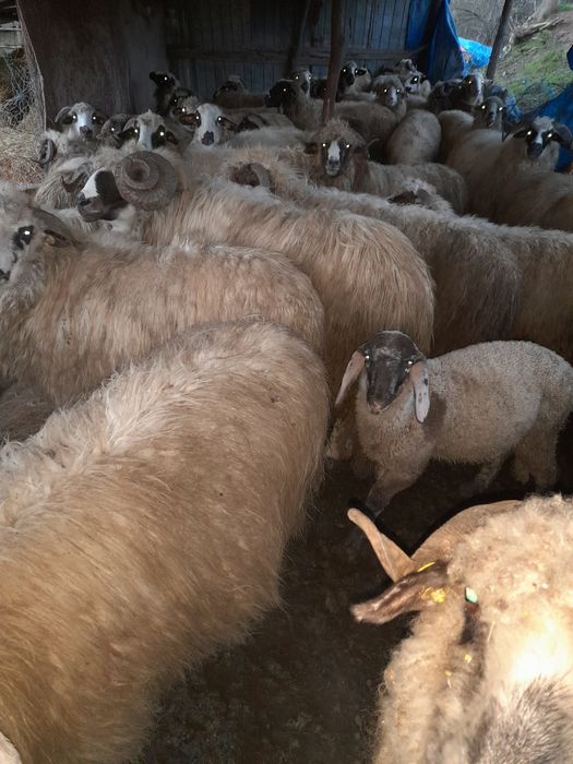 Vând oi rasa Breaze de ținut oile