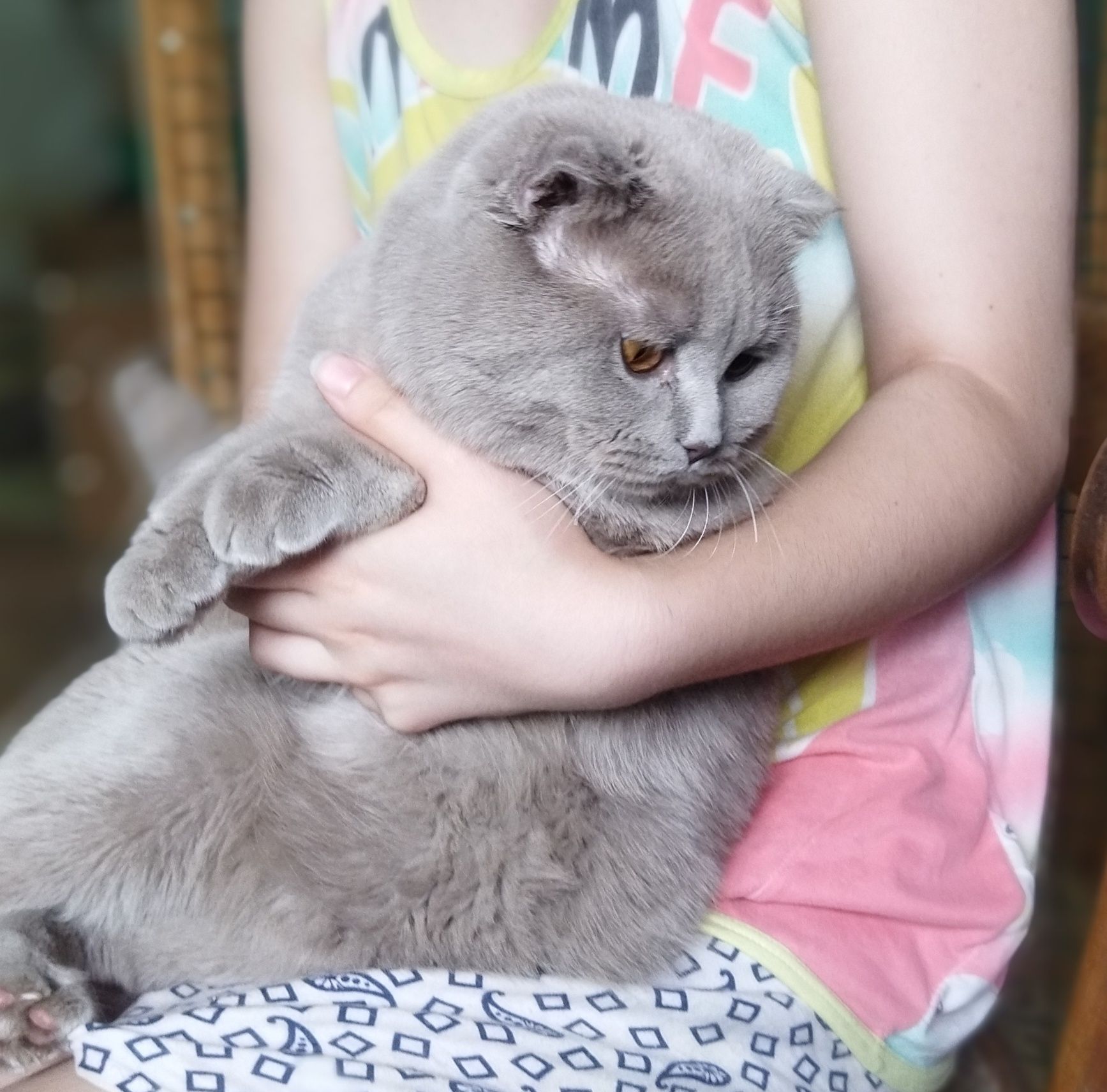 Продается Шотландский кот