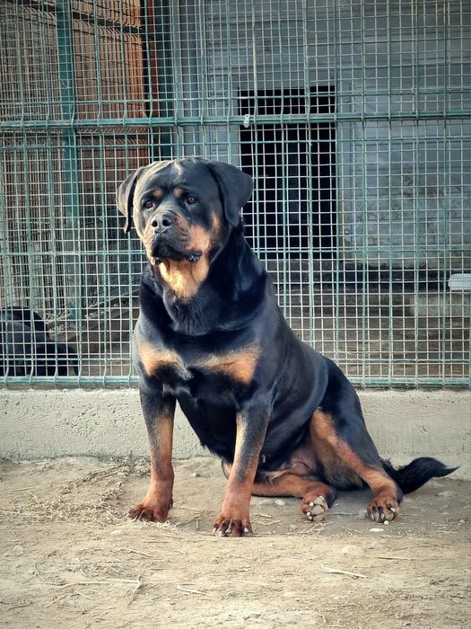 Pui Rottweiler cu pedigree