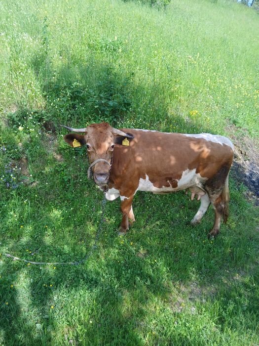 Vand vaca baltata romanesca