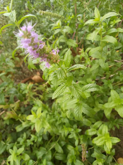 Menta DOAR FRUNZE , de gradina 200 gr.