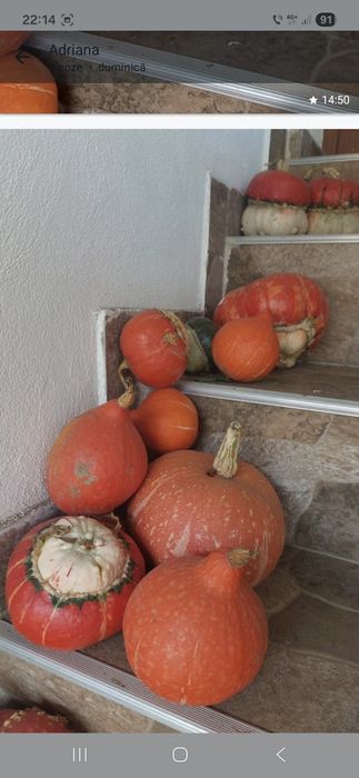 Tartacute dovleci ornamentali