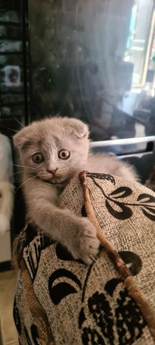 Продаю котят скоттишфолд