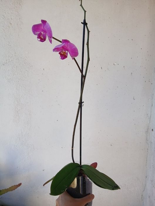 Орхидея за отглеждане