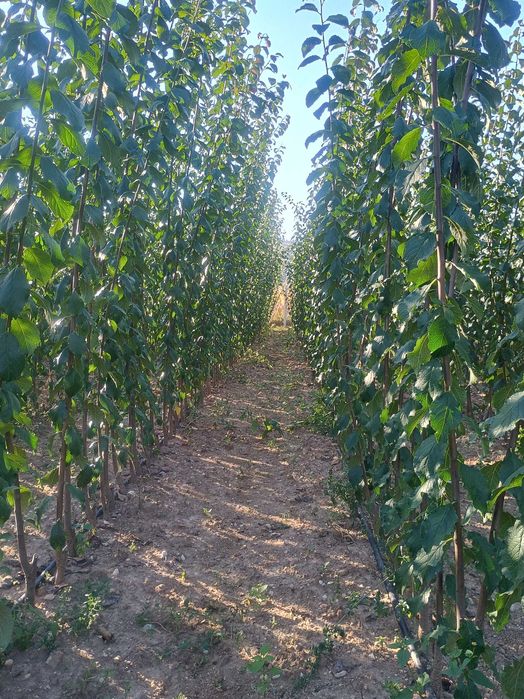 Vand pomi fructiferi