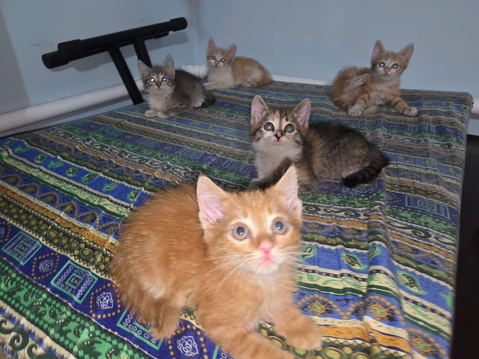 Отдаём котят в заботливые ручки и дома!