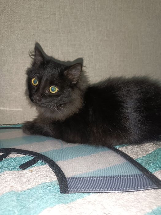 Отдам в добрые ручки