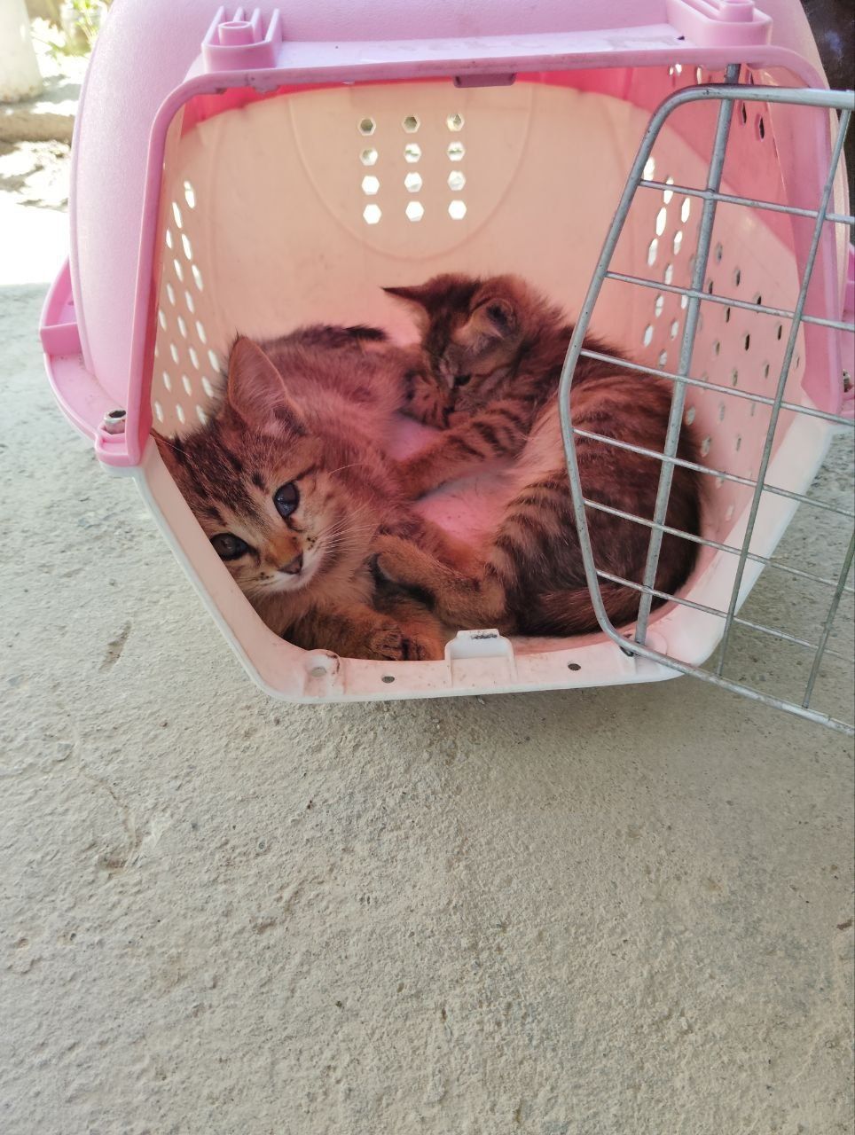 Котята только в добрые руки!