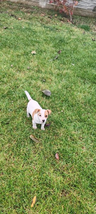 Căței Jack Russel terrier