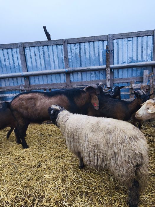 Vând țap anglonubian foarte masiv