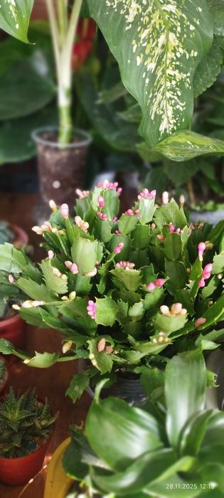 Домашние цветы оптом