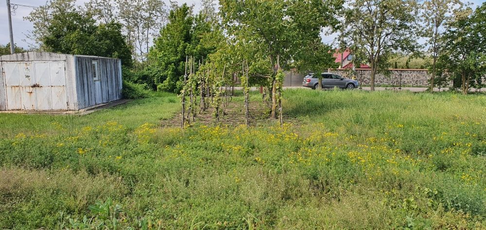 Teren intravilan 2300mp Sarulesti Sat Calarasi