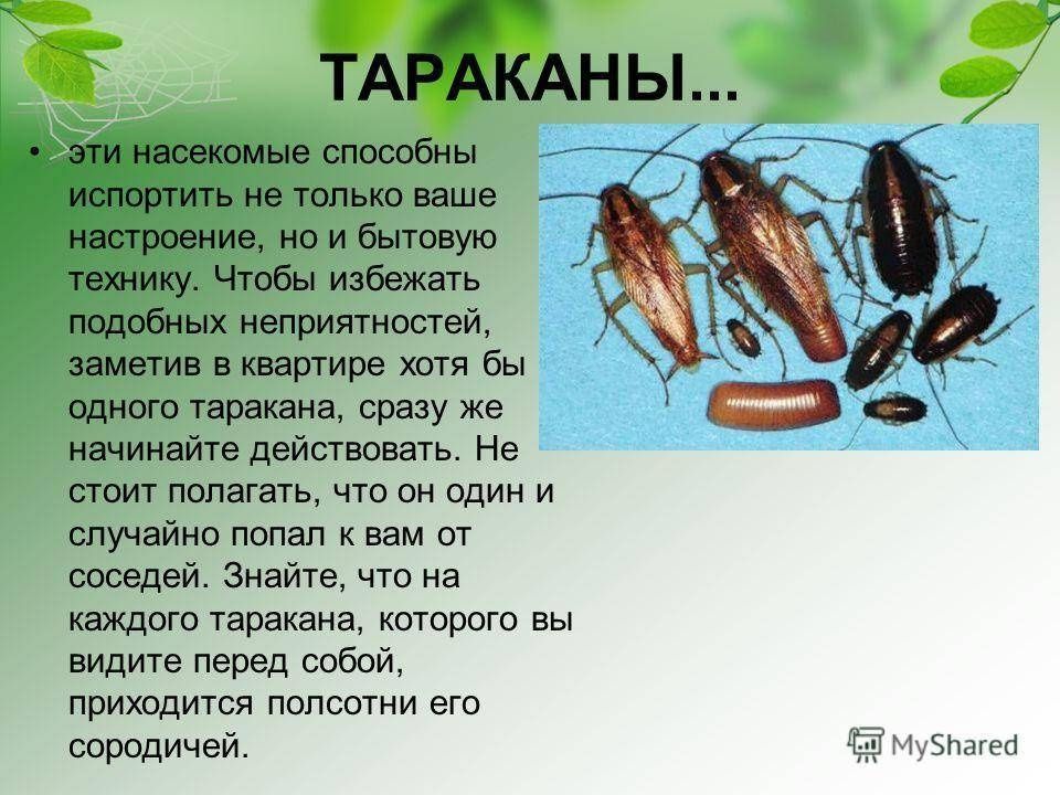 Дизенфекция тараканов договоримся