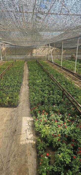 Buketniy xirzantema, globus xirzantema goland karlikviy atirgullar bor