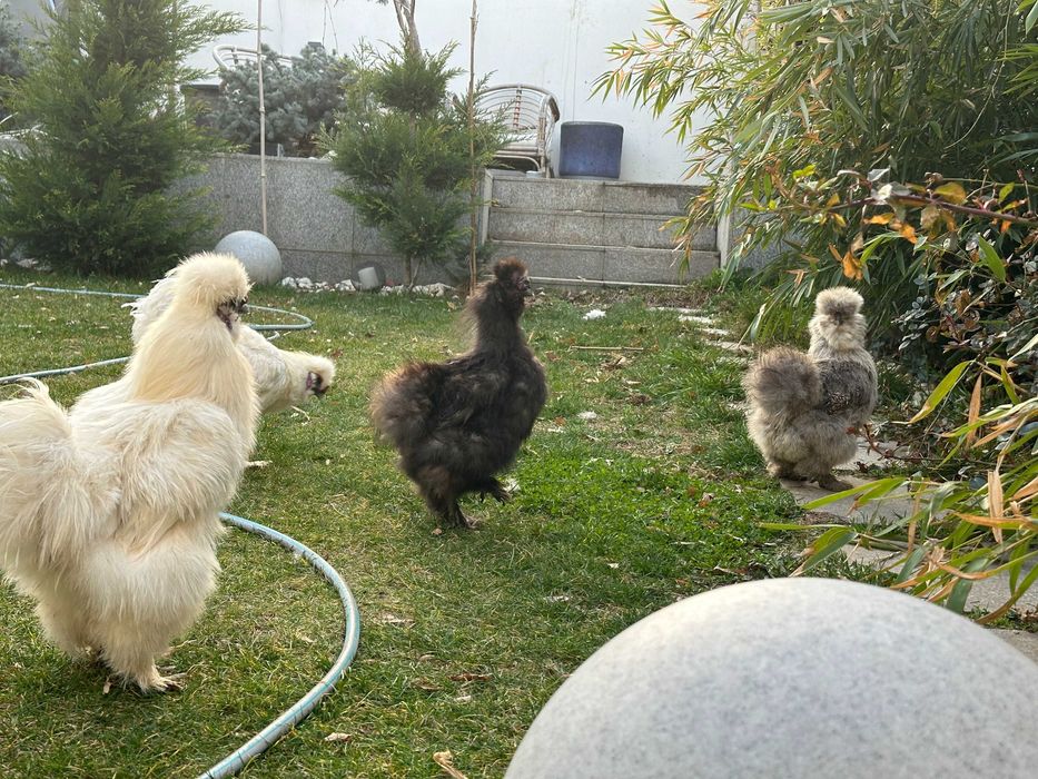 Gaini de matase japoneze Silkie (perechi, pui, oua)