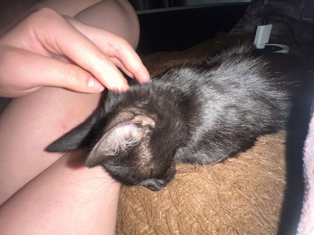 Кошка семей,срочно