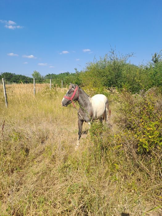 Manz rasa pinto foarte bland