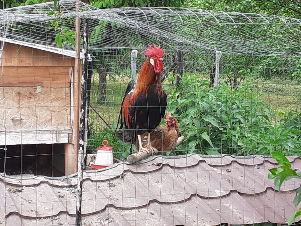 Cocoși australorp și italian