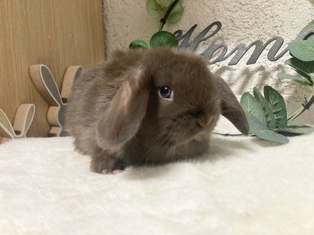Iepuri pitici de companie berbec pitic/mini lop/holland lop
