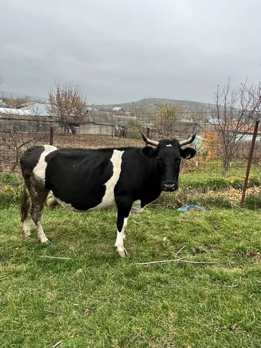 Vând vaci și viței