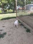 Femela Dog Argentinian