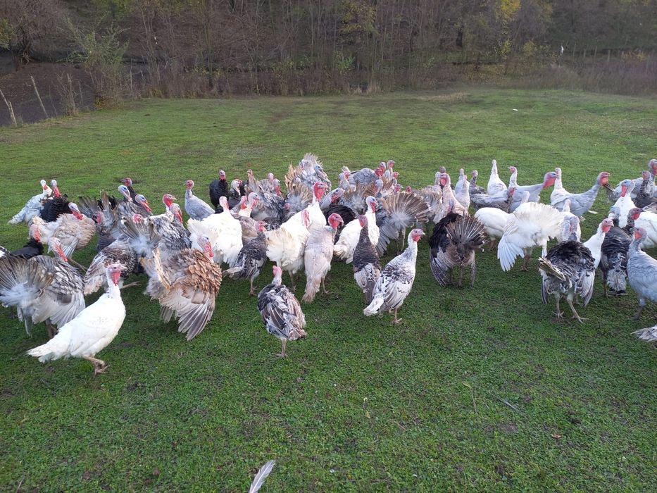 Vând curcani și curci de tara