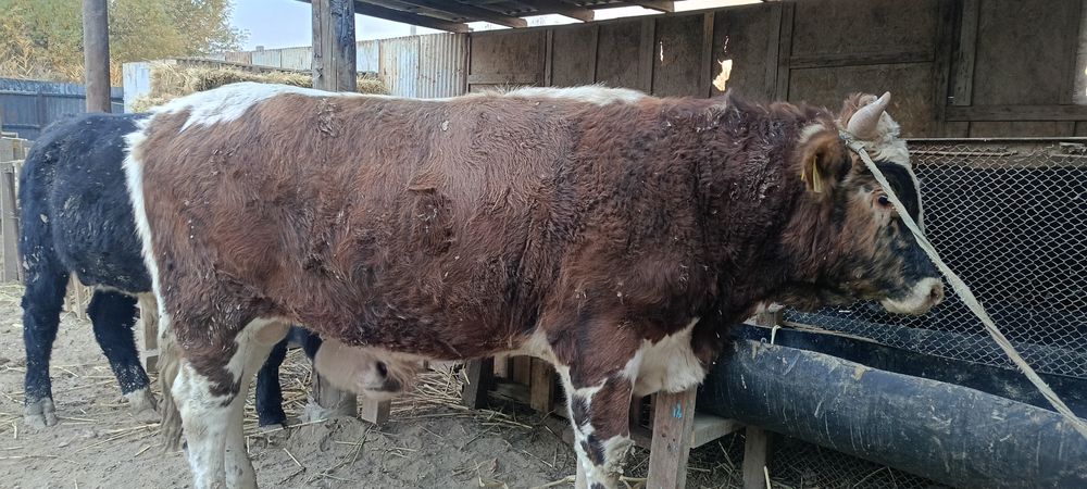 2 Бұқа сатылады!