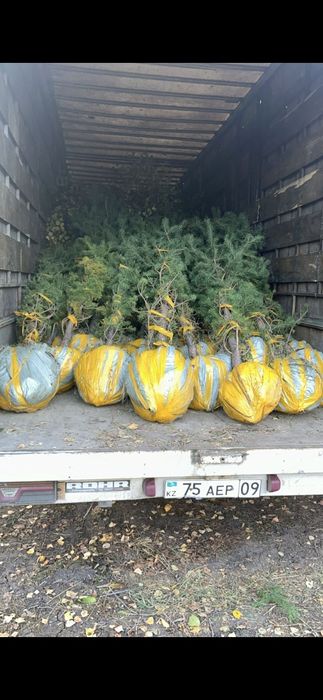 Продам саженцы сосна 3м 2м 1м