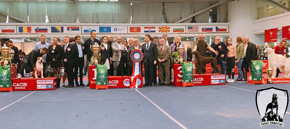Кане Корсо ELITE