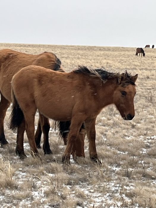 Оптом жабағы сатылады