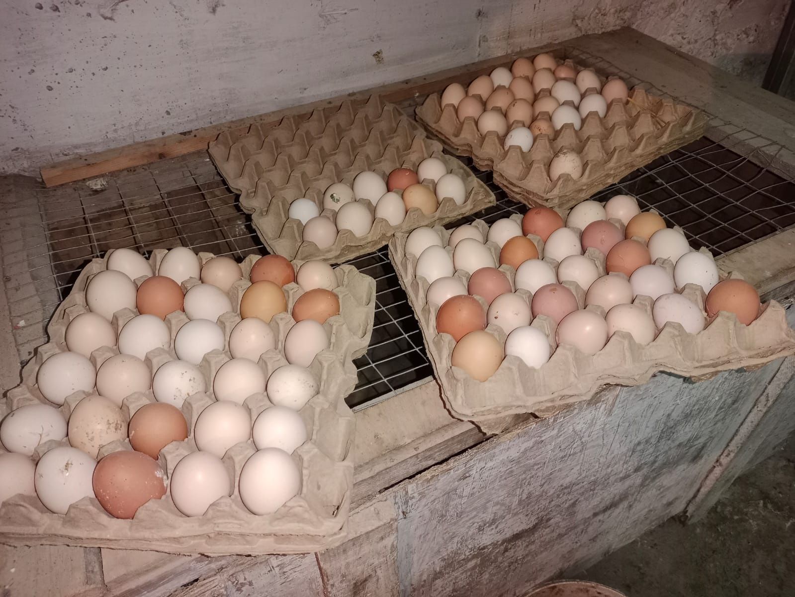 Инкубационные яйца