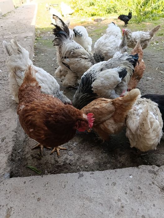 Tovuq xoʻroz bramala sotiladi