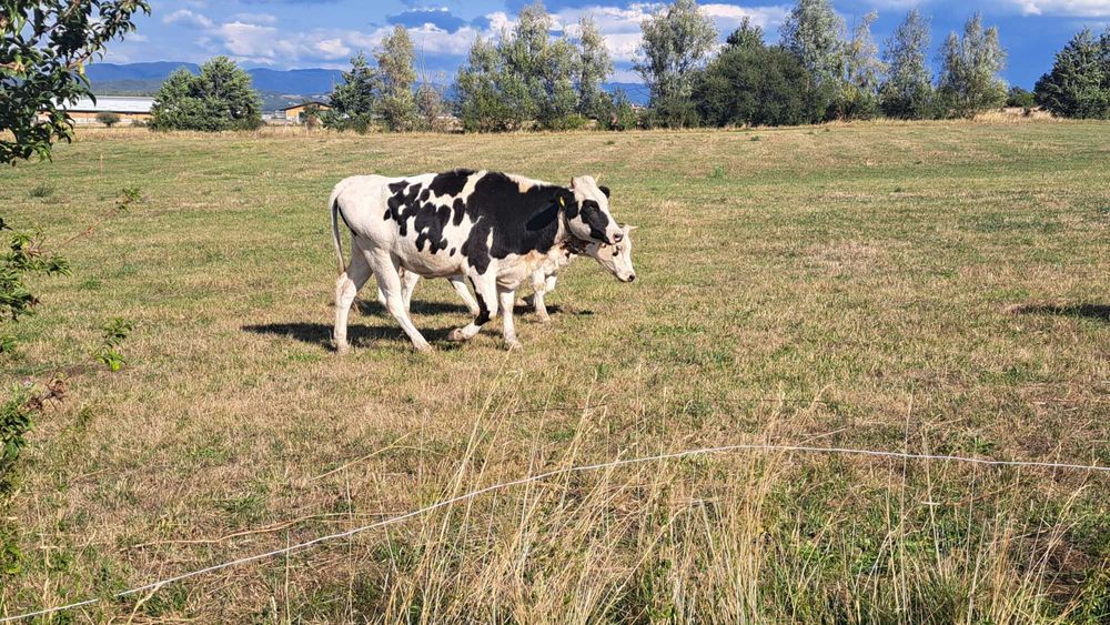 Свободни млечни крави