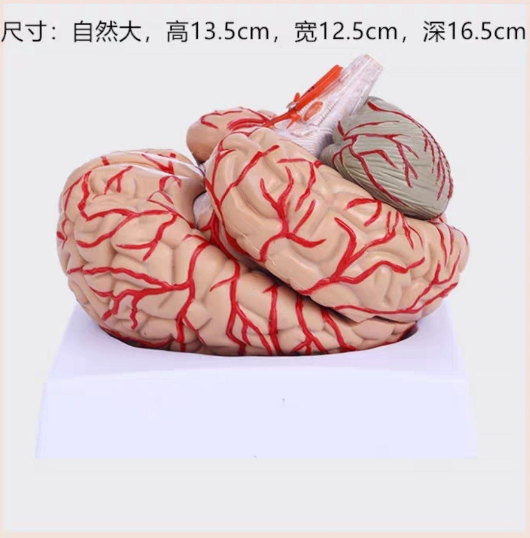 Макет мозга с сосудами муляж мозга brain model мия макети