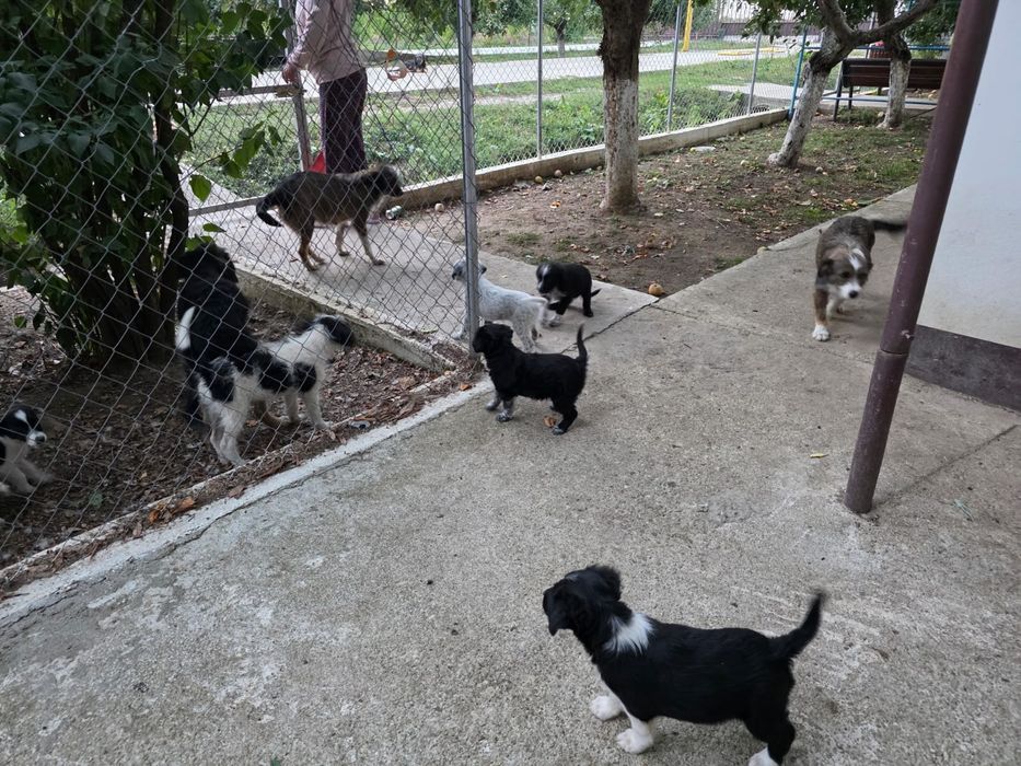 Cățeluși spre adopție, pui, de toate rasele