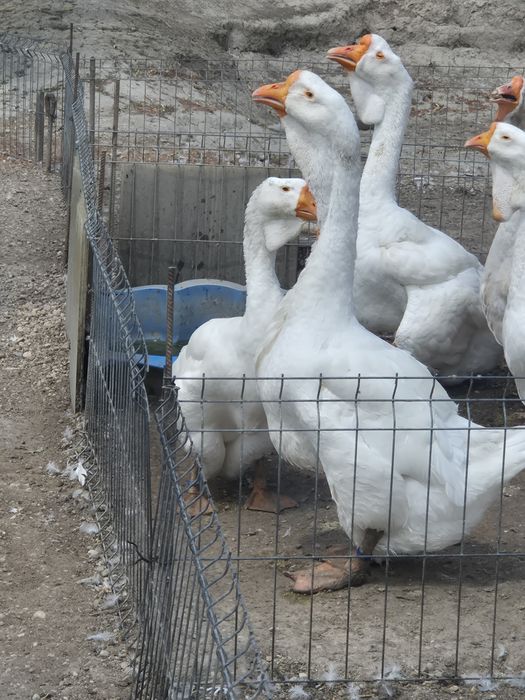 Gâște holmogor rasă pură