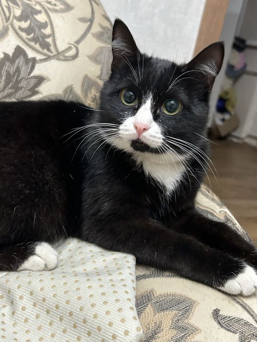 Кот и кошка ищут дом